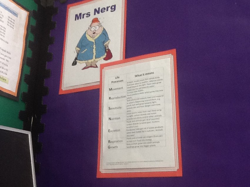 Image of Mrs Nerg