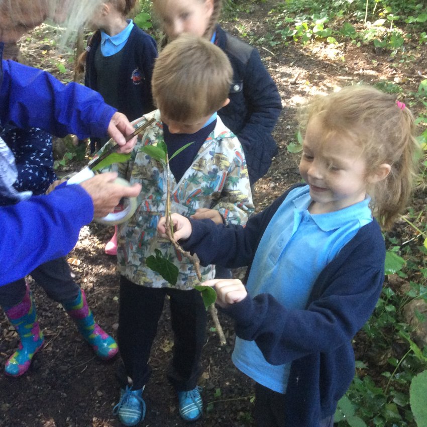 Image of Forest schools 