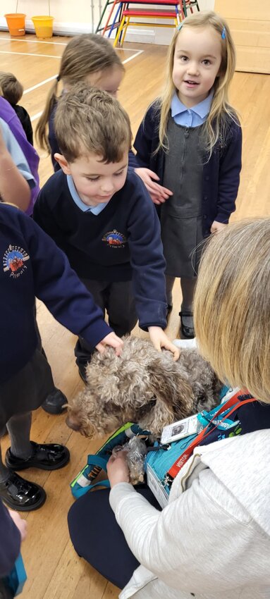 Image of Marvel the Therapy Dog