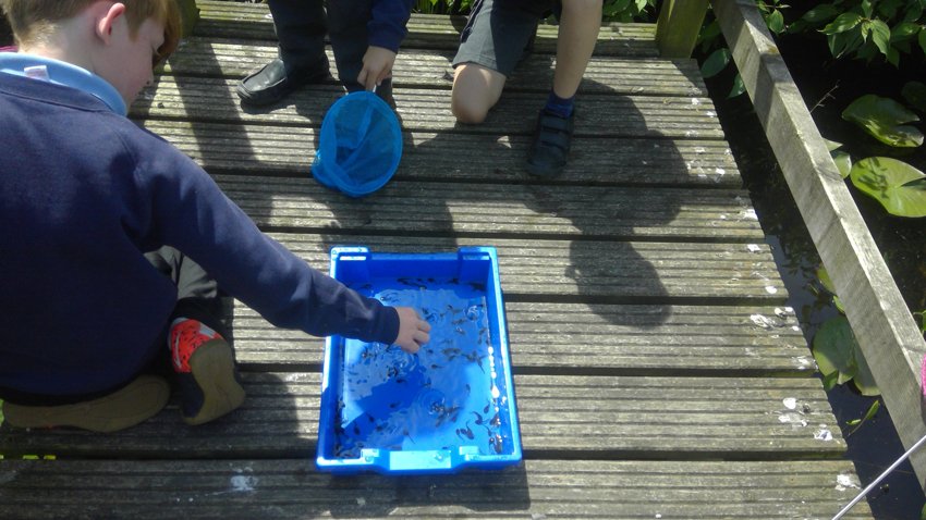 Image of Pond Dipping 2018