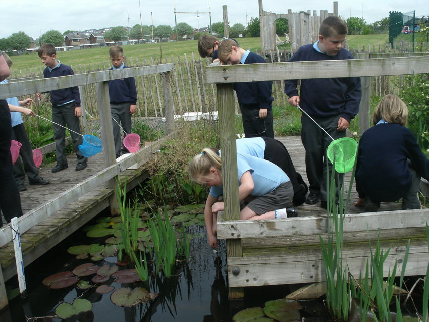 Image of Pond dipping